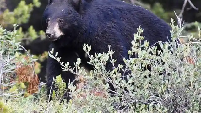 The Belligerent Black Bears Of Kentucky