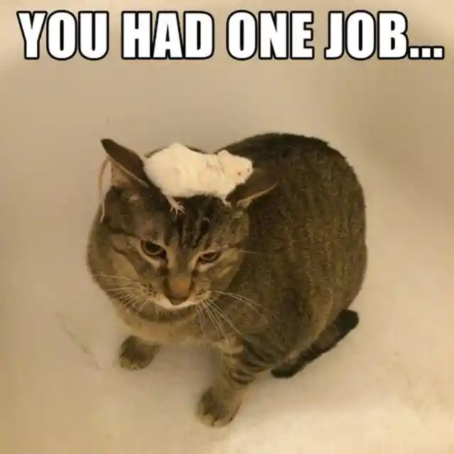 Best 'You Had One Job' Moments