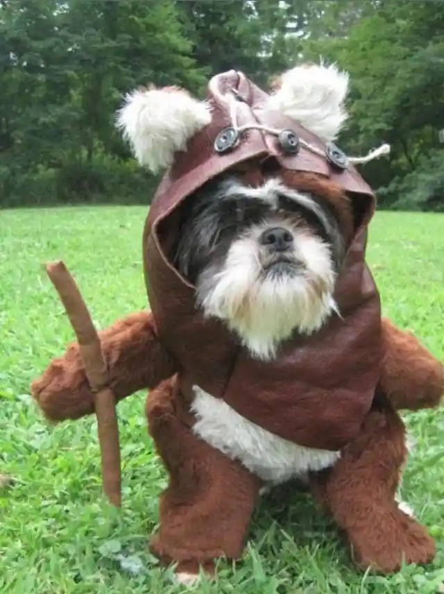 Ewok Dog 