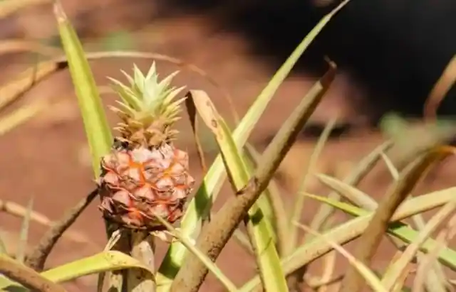 Pineapples Aren’t Native To Hawaii