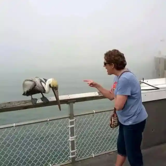 No Pelican, Bad Pelican