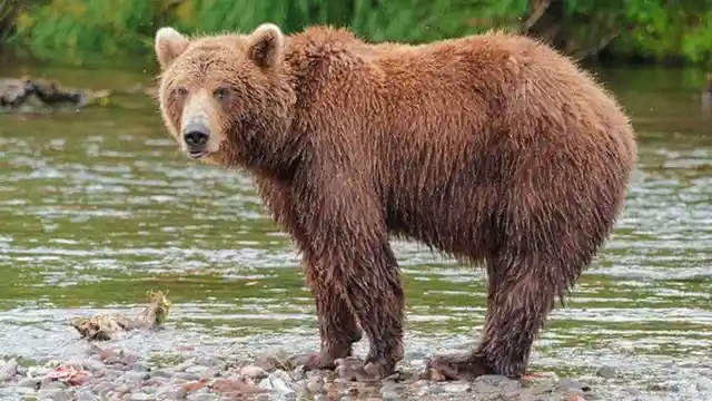 The Scary Bears Of Idaho