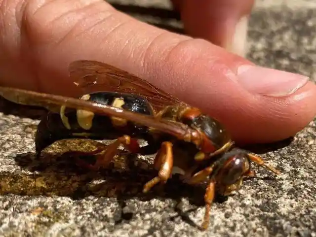 Los insectos picadores de Massachusetts