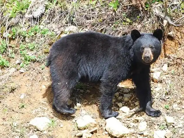 Vicious Black Bears Of Arkansas