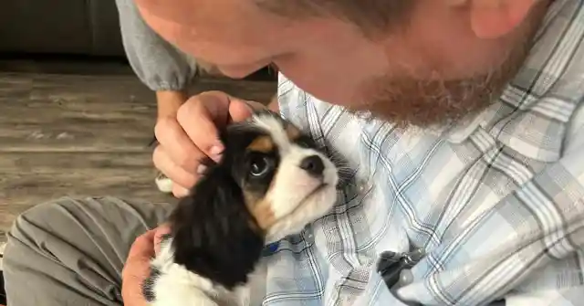 12 Indicators That A Dog Has Imprinted On Its Owner 12 Signs A Dog Considers Its Owner The Alpha