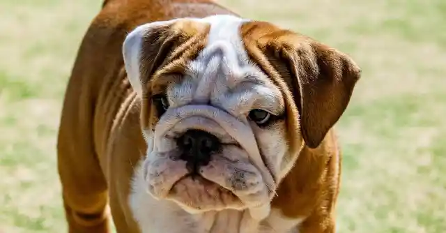 Bulldog Challenges