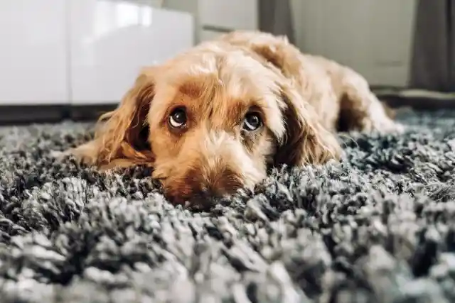 Carpet Counting