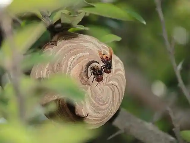 Horror Hornets Of Louisiana