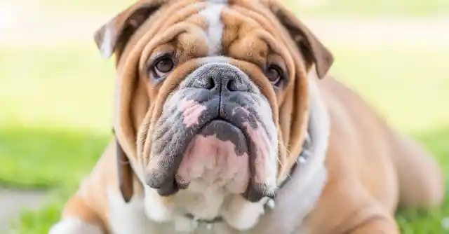 English Bulldog