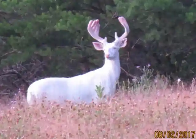 40 Photographs Captured by Trail Cams Show Real Wildlife Looking Magical