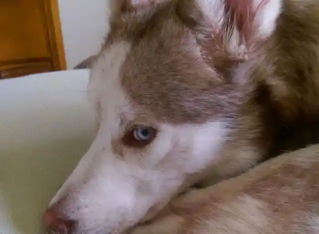 Heart Warming: Couple Takes In Starving Dog And See Him Transform - UNPUBLISHED