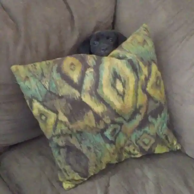 Puppy Seeks Shelter From Vacuum Cleaner