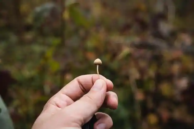 Experts Are Researching the Use of Psilocybin in Depression Treatment