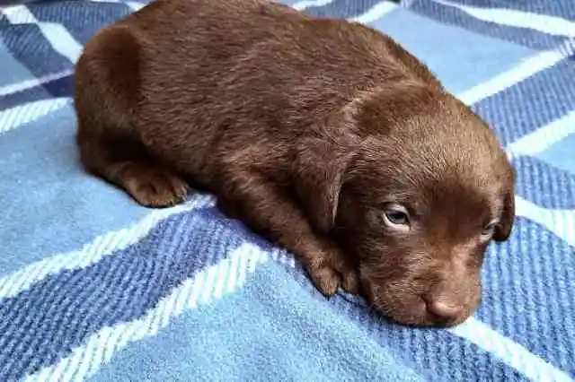 그녀처럼 또 한 마리가 있었다