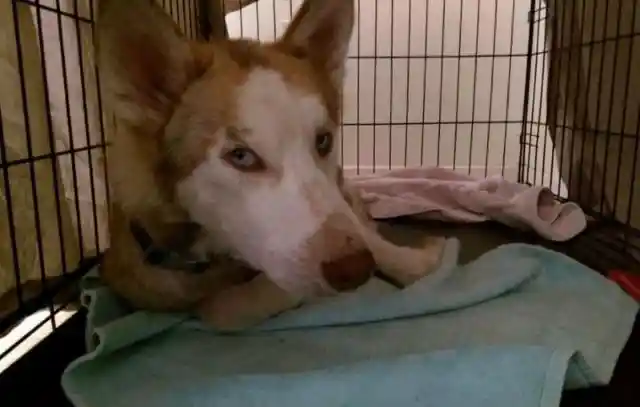 Heart Warming: Couple Takes In Starving Dog And See Him Transform - UNPUBLISHED