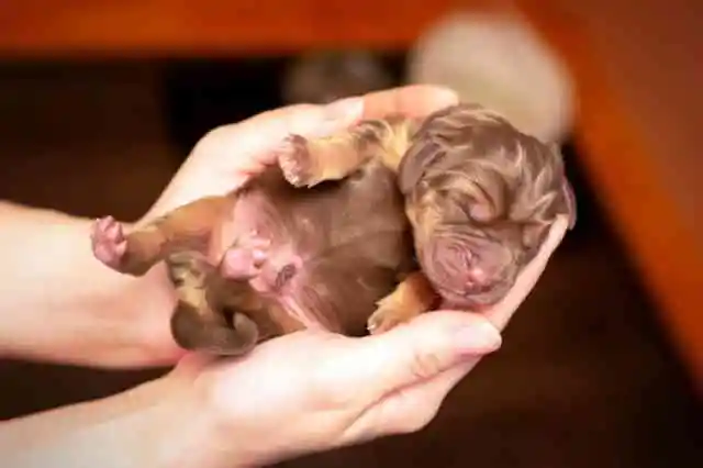 優しいタッチの強さ