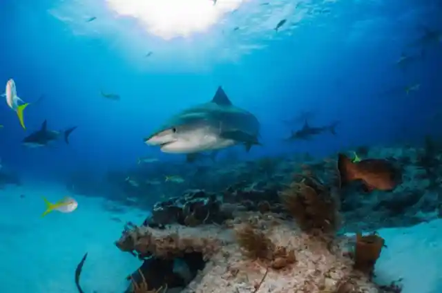 West End, Grand Bahama Islands