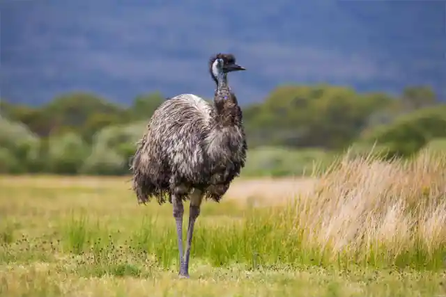 ¿De dónde Viene el Emú?