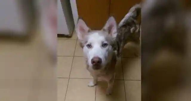 Heart Warming: Couple Takes In Starving Dog And See Him Transform - UNPUBLISHED