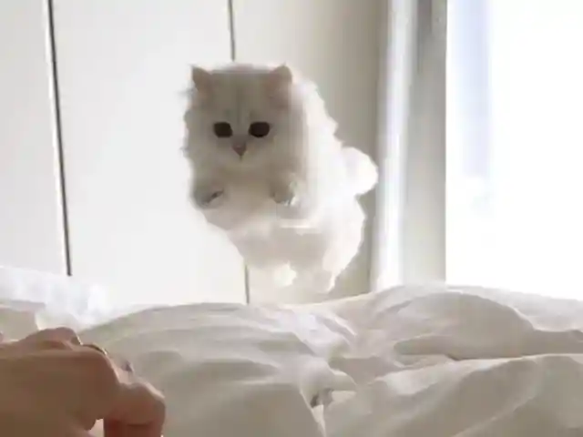 The Ultimate Betrayal