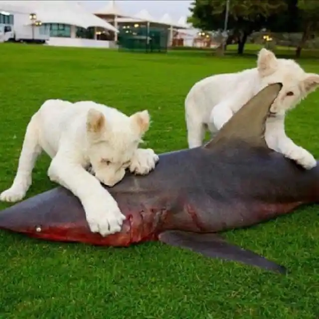 Simba vs. Jaws