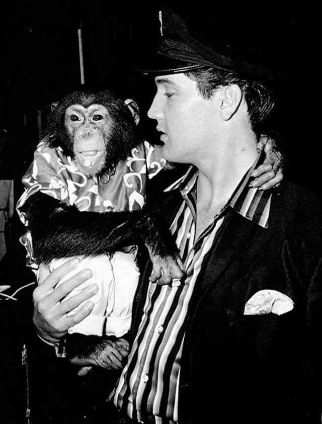 Elvis Had a Pet Chimpanzee