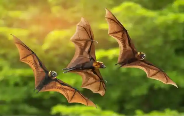 Do Bats Use Sonar Because They Are Blind?