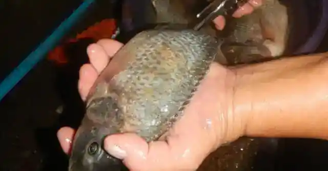 指を交差させた