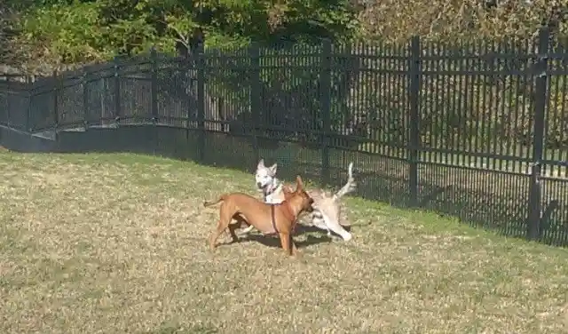 Heart Warming: Couple Takes In Starving Dog And See Him Transform - UNPUBLISHED