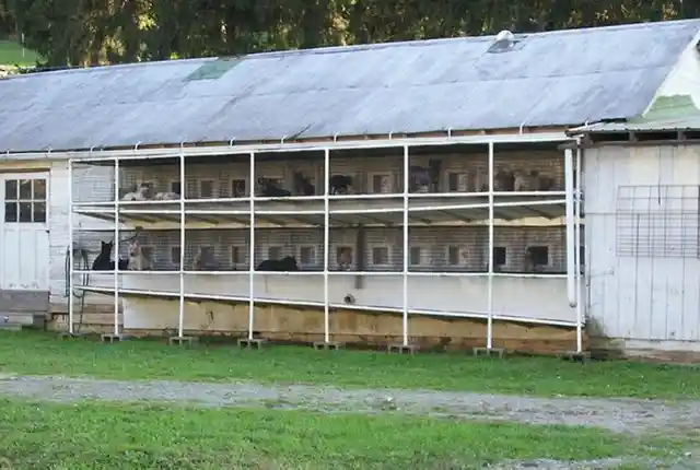 Une usine à chiots américaine sur cinq est amish.