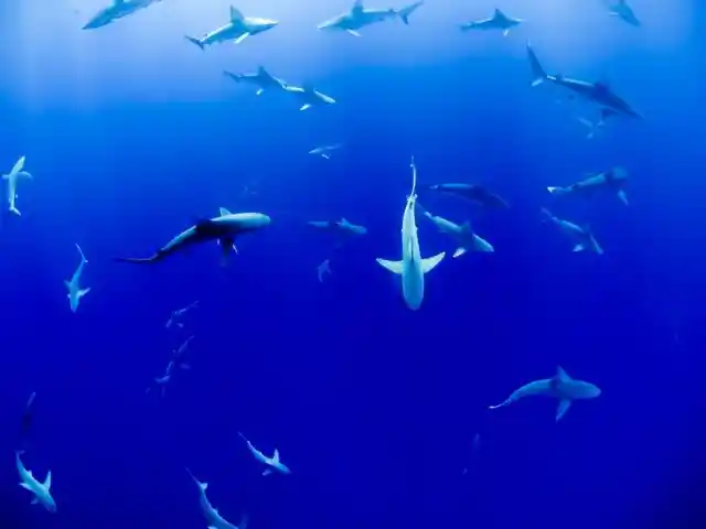 The Number of Sharks Sightings Is Continuing to Rise