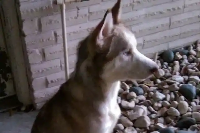 Heart Warming: Couple Takes In Starving Dog And See Him Transform - UNPUBLISHED