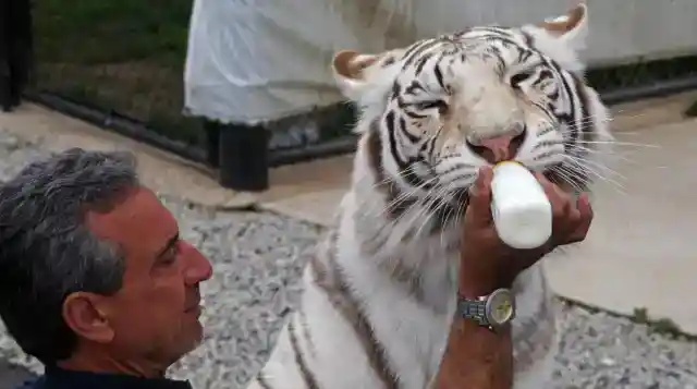 永遠のトリビュート