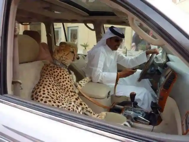 Cheetah Riding Shotgun