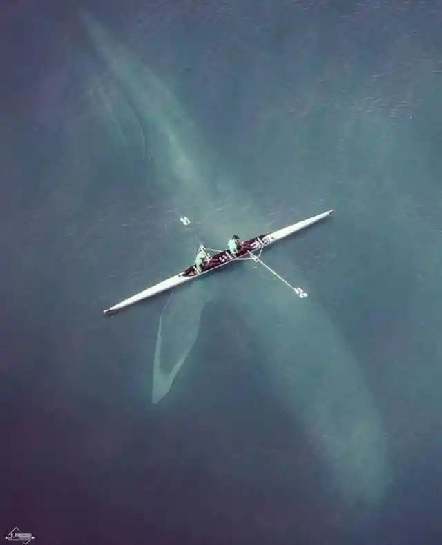 Kayaking With Blue Whales