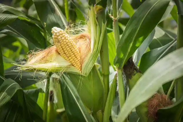 Where did corn actually originate?