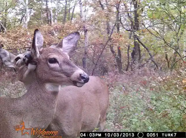 Deer...Intimacy