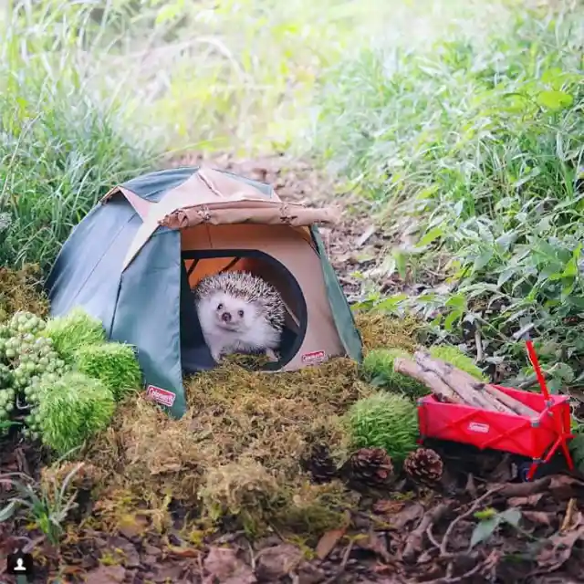 Azuki the Hedgehog