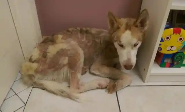 Heart Warming: Couple Takes In Starving Dog And See Him Transform - UNPUBLISHED