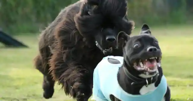 12 Dog Breeds That Shouldn’t Be Pets 12 Dog Breeds Not Meant To Be Pets