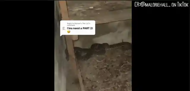 Snake Panic: Trapped in the Underground