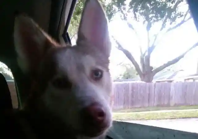 Heart Warming: Couple Takes In Starving Dog And See Him Transform - UNPUBLISHED