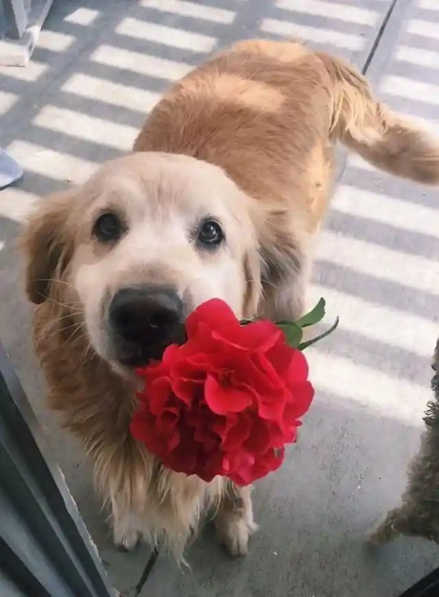 40 Pets Who Surprised Their Humans with Adorable Presents (COPY)
