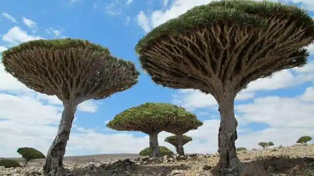 Out-Of-This-World Socotra Island