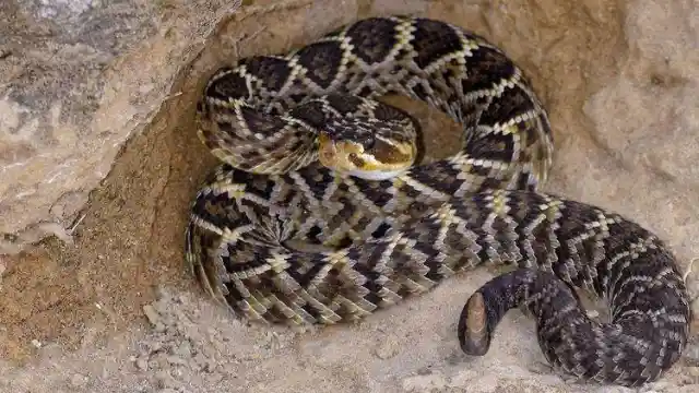 High-Risk Rattlesnakes Of California