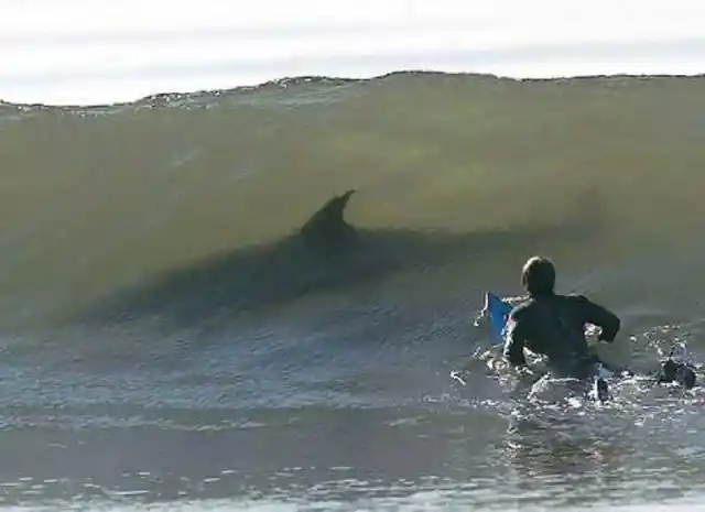 Shark Surfing