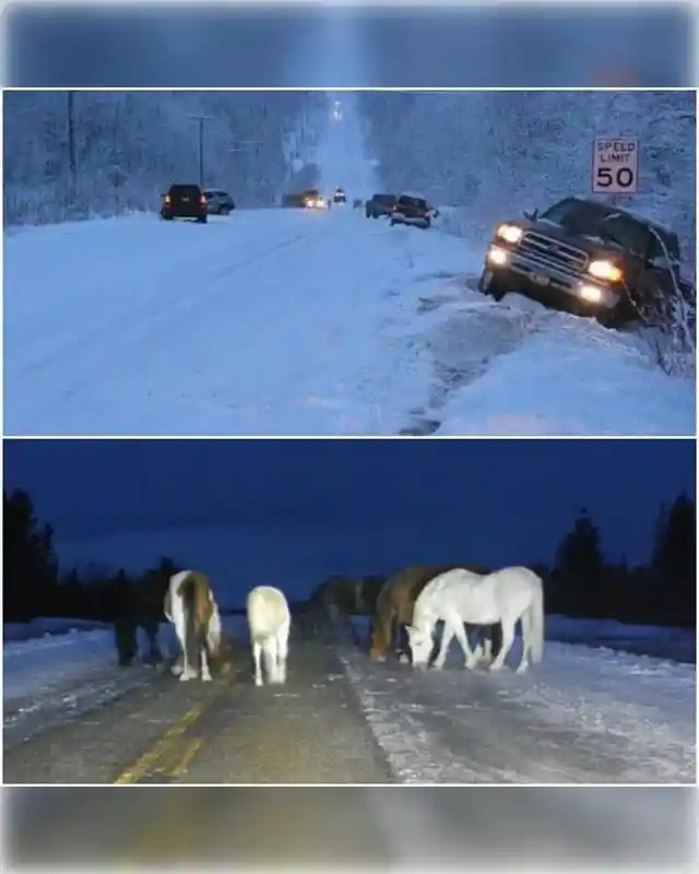 40 Pictures That Bring Out The Fun And Fascinating Side Of Alaska