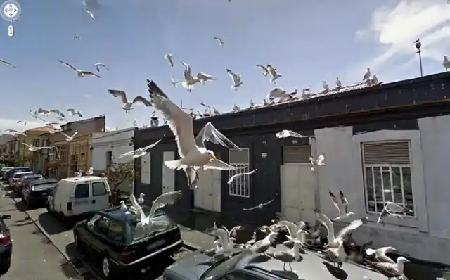 Bird Attack