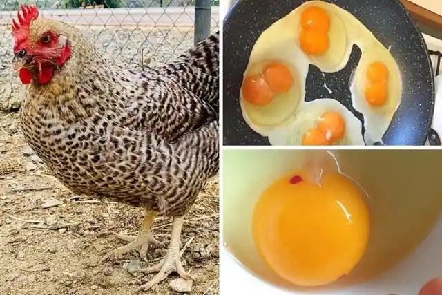 40 Interesting Egg Facts Many People Don't Know