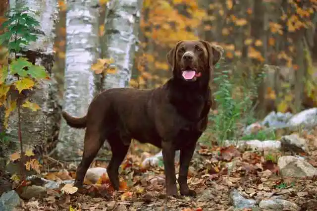 すべての犬にチャンスがある